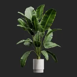 Potted Monstera Plant