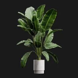 Potted Monstera Plant
