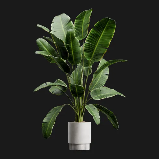 Traveler Palm Potted Plant Decoration