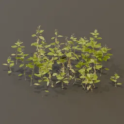 Balsam Impatiens Perviflora Plant Med