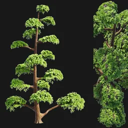 Stylized Pine Tree (Niwaki Garden Style)