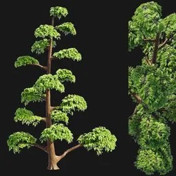 Stylized Pine Tree (Niwaki Garden Style)