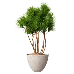 Indoor Plant Yucca Elephantipes