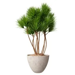 Indoor Plant Yucca Elephantipes