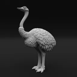 Ostrich Standing