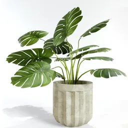 Large Mostera deliciosa