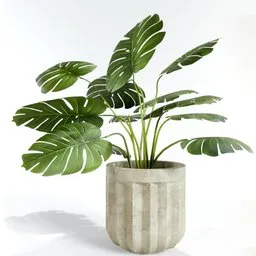 Large Mostera deliciosa