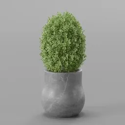 Topiary plant
