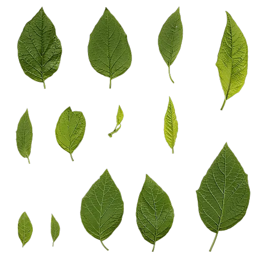Datura stramonium