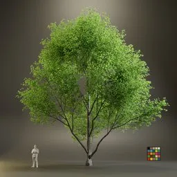 European Maple Acer Campreste