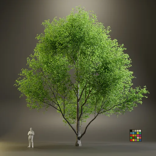 European Maple Acer Campreste