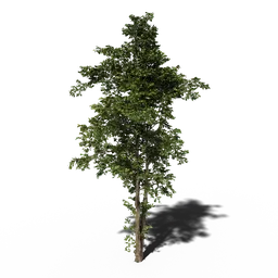 Detailed 3D model of a Combretum wild tree V2, compatible with Blender, showcasing realistic foliage and trunk textures.