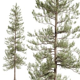 tree Spruce