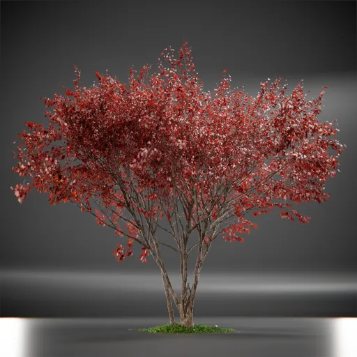 Tree Ruby Slippers Animated