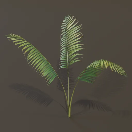 Small Palm Small