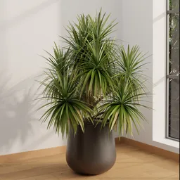 Indoor Dracaena Marginata