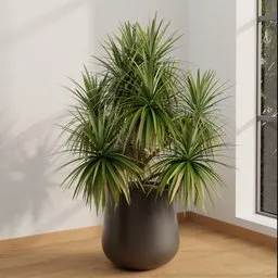 Indoor Dracaena Marginata