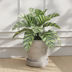 Calathea Orbifolia