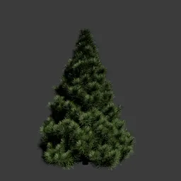 Pine tree