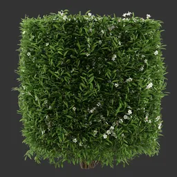 Cylinder Flowering Bush Plant