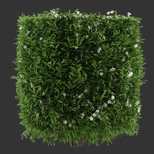 Cylinder Flowering Bush Plant