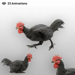 Black Rooster Animated