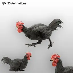 Black Rooster Animated