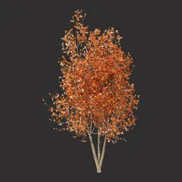 Dry Autumn Oak