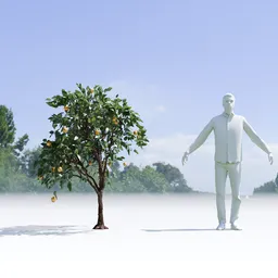Lemon Tree