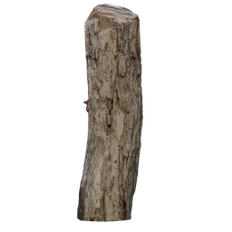 Tree Trunk Cutted