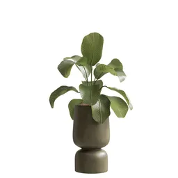 Indoor Plant  - Cuban Cigar