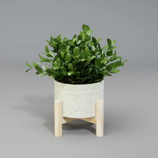 Plant Tea Leaf