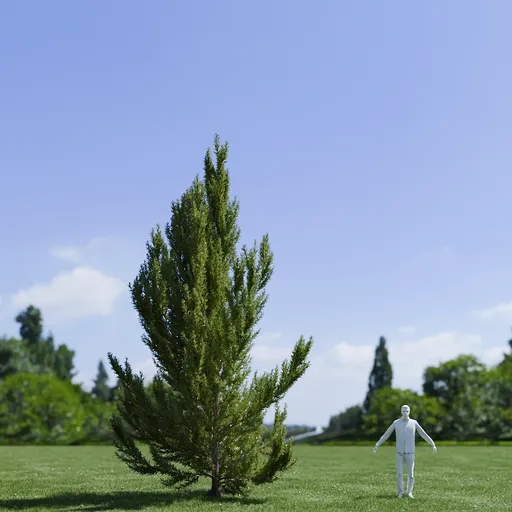 Pinus Flexilis Vanderwolf Pyramid