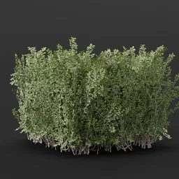 Detailed 3D boxwood hedge model for Blender, suitable for garden and urban landscaping visualizations.