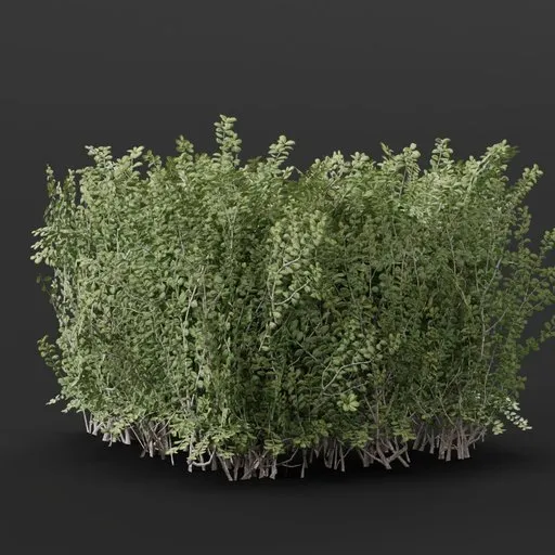 Detailed 3D boxwood hedge model for Blender, suitable for garden and urban landscaping visualizations.