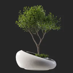 Plant