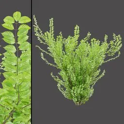 High‑Detail Variegated Bush