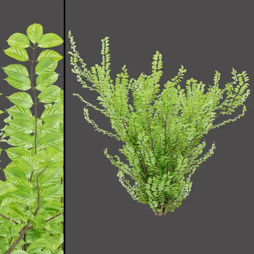 High‑Detail Variegated Bush