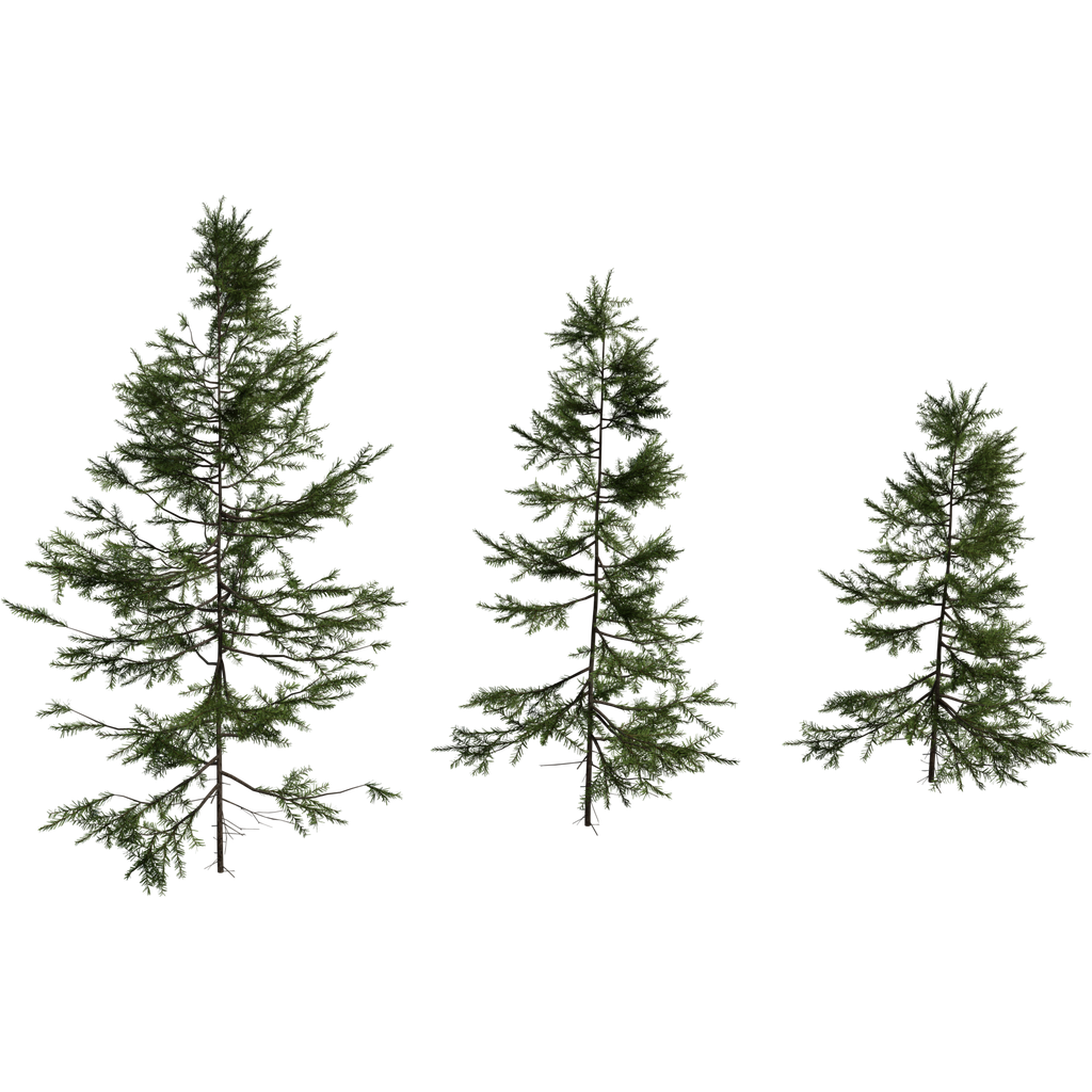 Fir Sapling Medium | FREE Trees models | BlenderKit