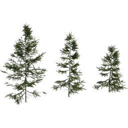 Detailed fir saplings 3D models for Blender with realistic textures suitable for nature scenes.