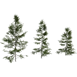 Fir Sapling Medium