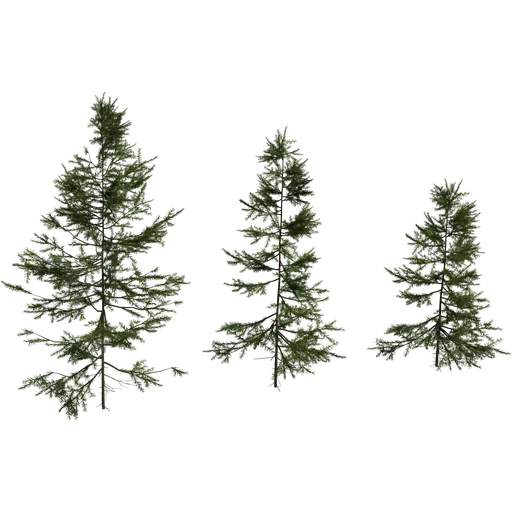 Fir Sapling Medium