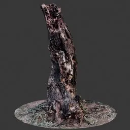 Tree Trunk
