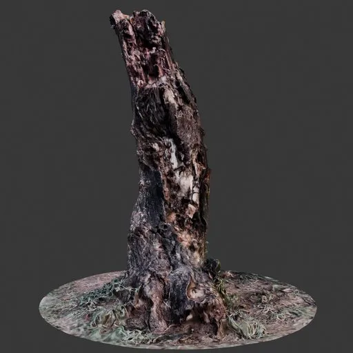 Tree Trunk