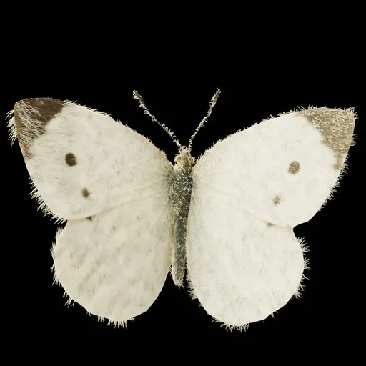 Realistic Butterfly