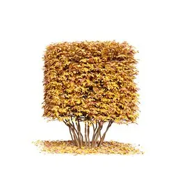 Bushe - Dwarf Yaupon