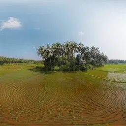 Paddy Field Rural Aerial