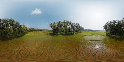 Paddy Field Rural Aerial