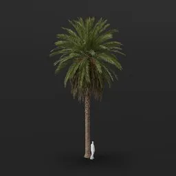 Date Palm Tree Grown Var