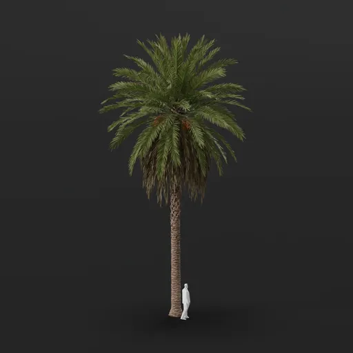 Date Palm Tree Grown Var